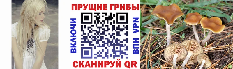 Псилоцибиновые грибы прущие грибы где продают Новое Девяткино